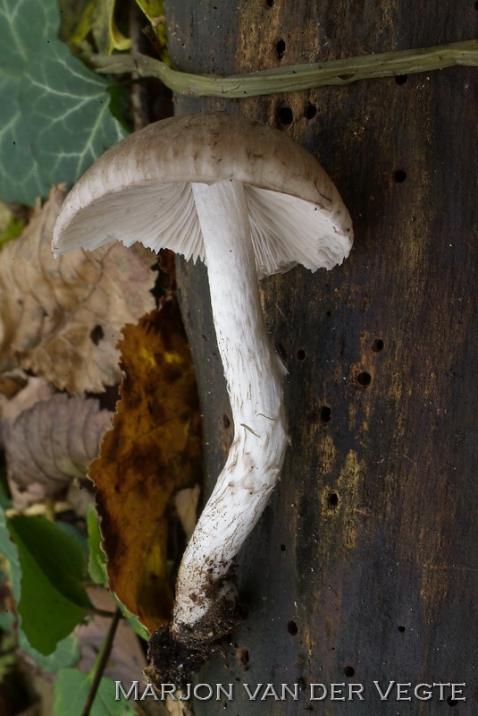 Fijnschubbige franjehoed - Psathyrella melanthina