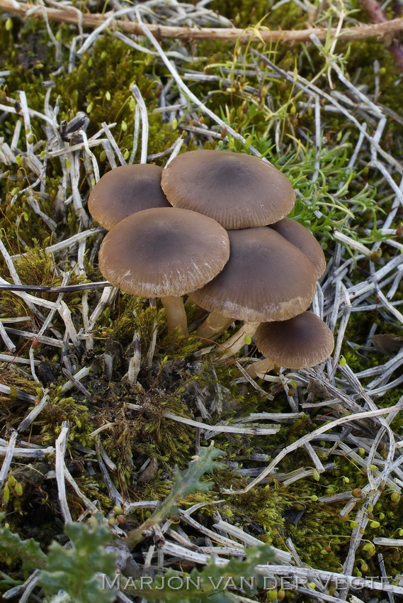 Bermfranjehoed - Psathyrella panaeoloides