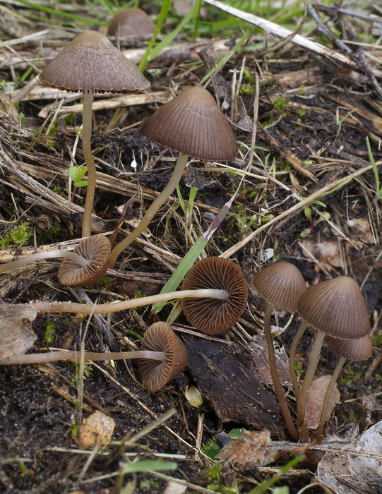 Kleine grasfranjehoed - Psathyrella prona