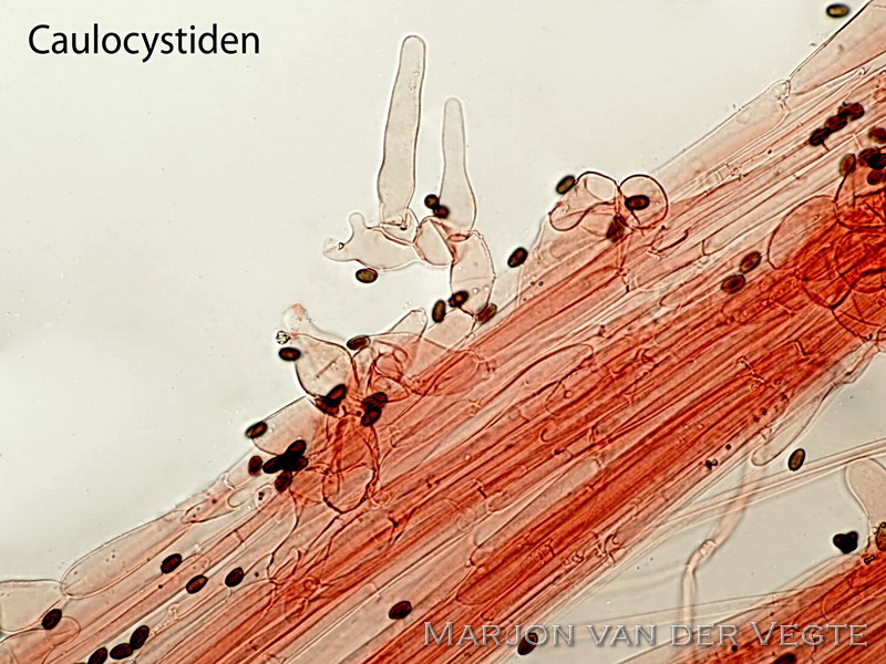 Psathyrella rubiginosa - Psathyrella rubiginosa