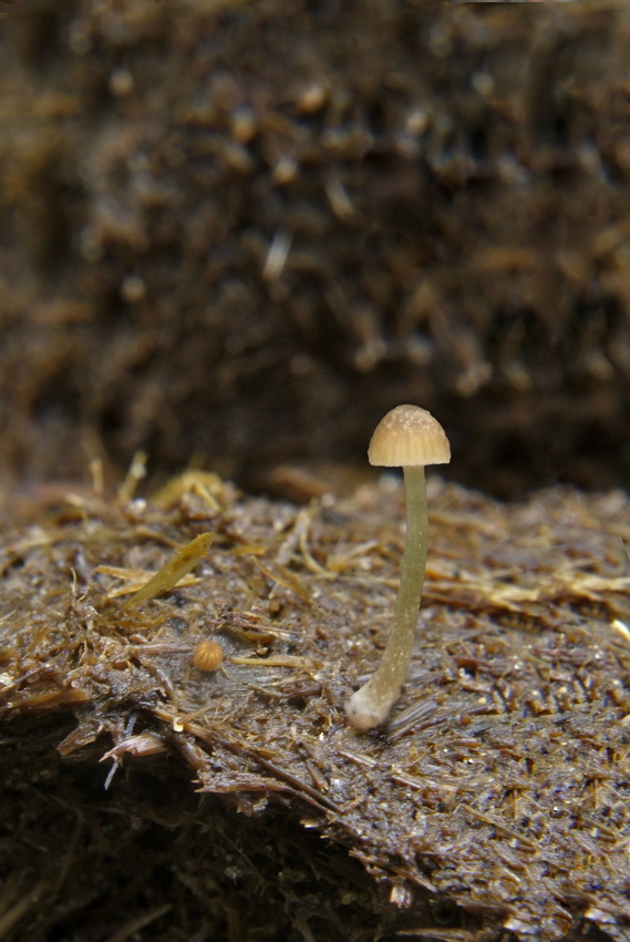 Paardenmestfranjehoed - Psathyrella saponacea