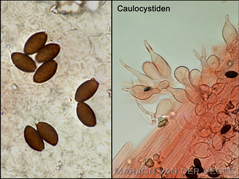 Kleine mestfranjehoed - Psathyrella stercoraria