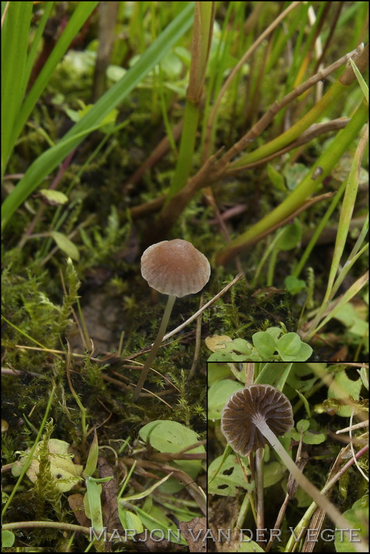 Kleine mestfranjehoed - Psathyrella stercoraria