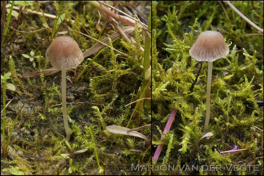 Kleine mestfranjehoed - Psathyrella stercoraria