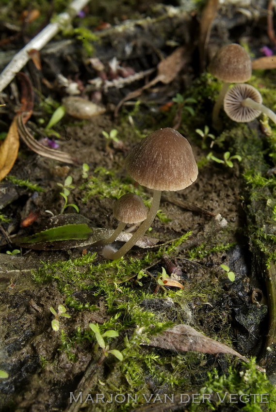 Psathyrella tenera - Psathyrella tenera