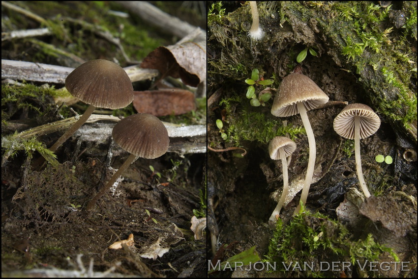 Psathyrella tenera - Psathyrella tenera