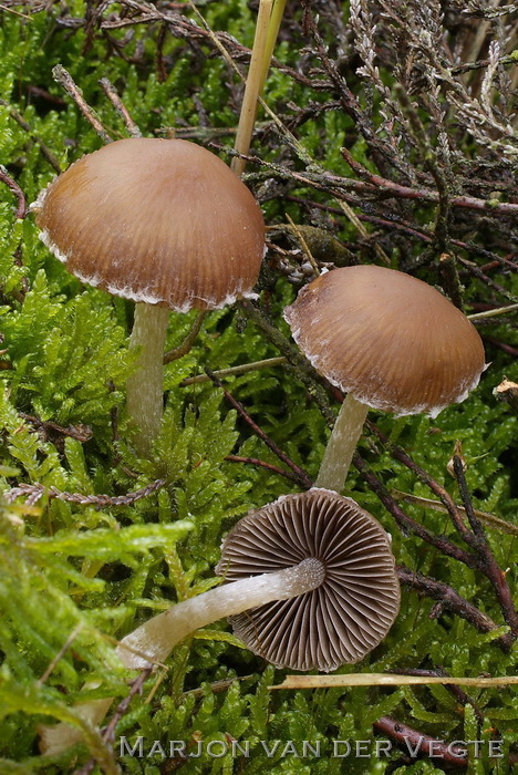 Heidefranjehoed - Psathyrella trivialis