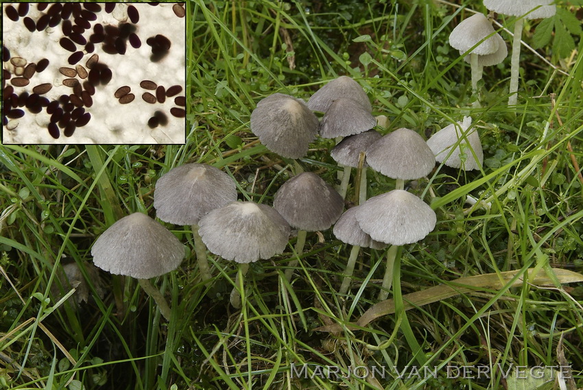 Witte franjehoed - Psathyrella vestita