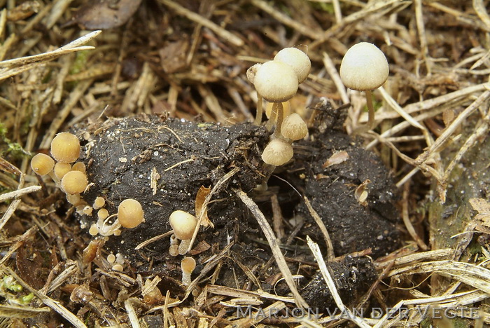 Harige mestfranjehoed - Psathyrella berolinensis