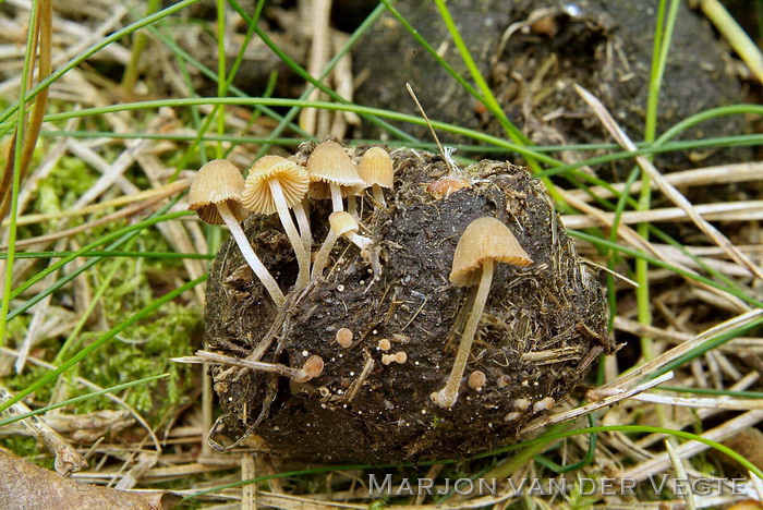 Harige mestfranjehoed - Psathyrella berolinensis