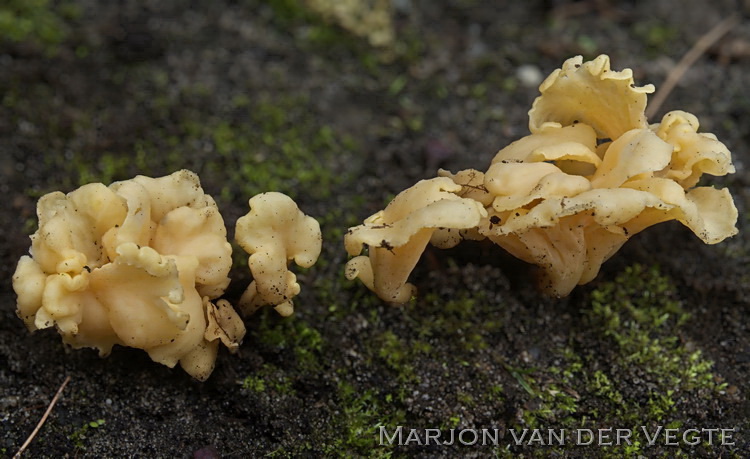 Kleine trompetzwam - Pseudocraterellus undulatus