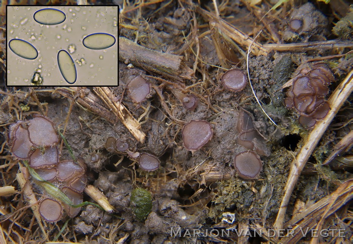 Grootsporig mestbekertje - Pseudombrophila hepatica