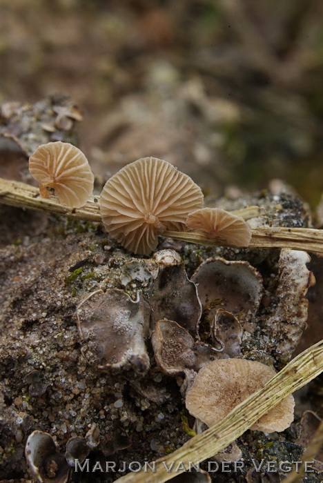 Schelpkaalkopje - Deconica phillipsii