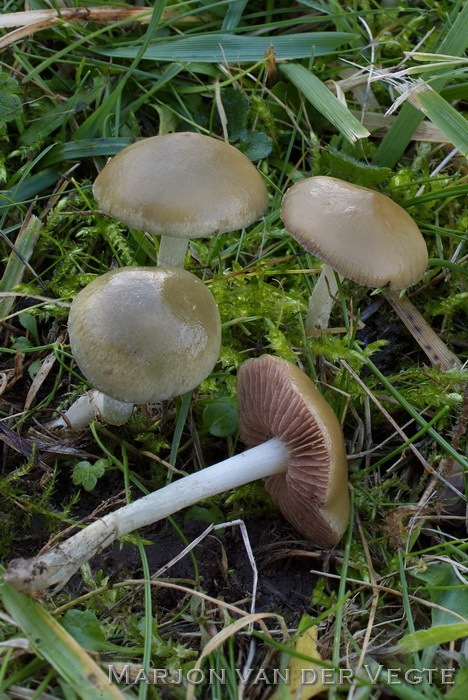 Slanke kopergroenzwam - Stropharia pseudocyanea