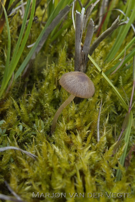 Slank kaalkopje - Psilocybe turficola