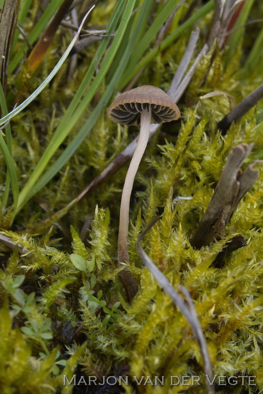 Slank kaalkopje - Psilocybe turficola