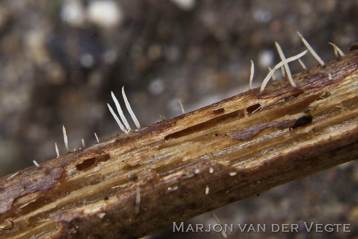 Kruidveertje - Pterula gracilis