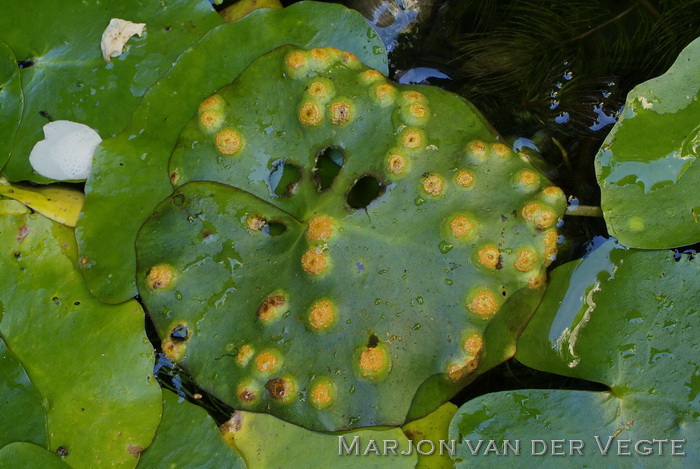 Watergentiaan mattenbiesroest - Puccinia scirpi