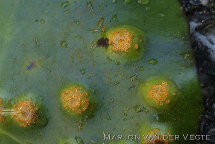 Watergentiaan mattenbiesroest - Puccinia scirpi