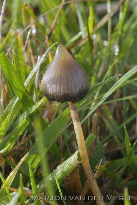 Puntig kaalkopje - Psilocybe semilanceata