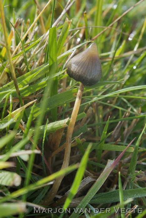 Puntig kaalkopje - Psilocybe semilanceata