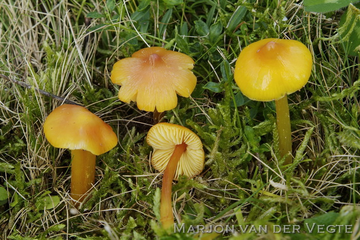 Puntmutswasplaat - Hygrocybe acutoconica