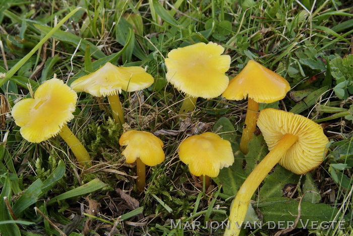 Puntmutswasplaat - Hygrocybe acutoconica