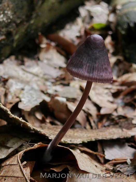 Purperbruine mycena - Mycena purpureofusca