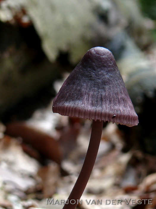 Purperbruine mycena - Mycena purpureofusca