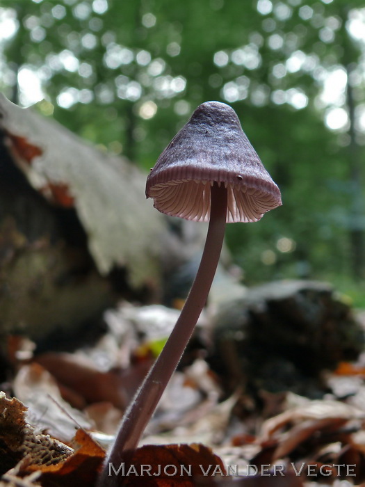 Purperbruine mycena - Mycena purpureofusca