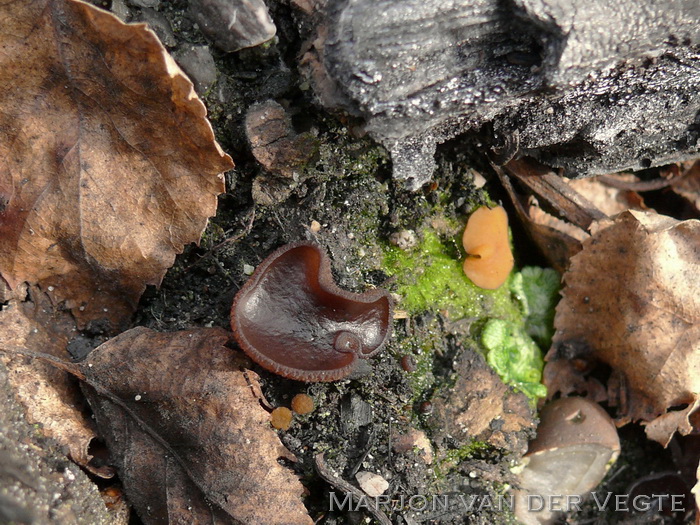 Purperbruine brandplekbekerzwam - Plicaria trachycarpa