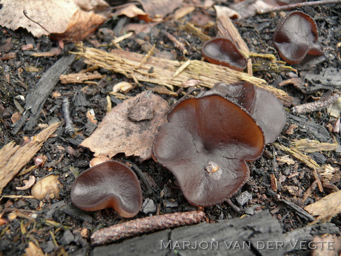 Purperbruine brandplekbekerzwam - Plicaria trachycarpa