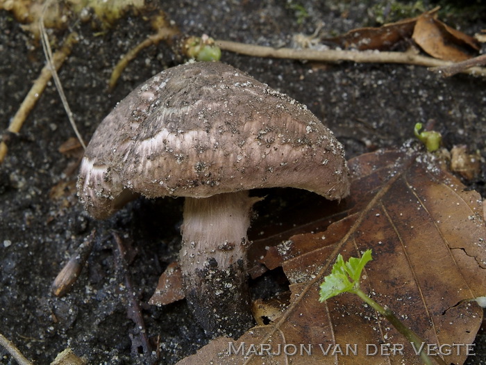 Purperbruine parasolzwam - Lepiota fuscovinacea