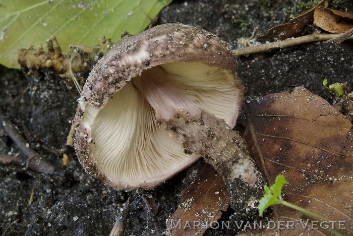 Purperbruine parasolzwam - Lepiota fuscovinacea