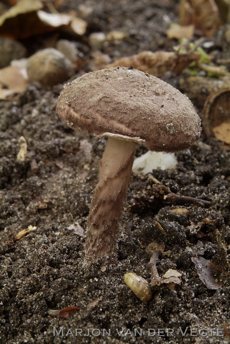 Purperbruine parasolzwam - Lepiota fuscovinacea