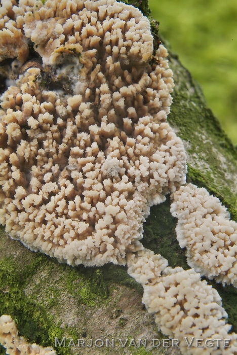 Getande boomkorst - Radulomyces molare