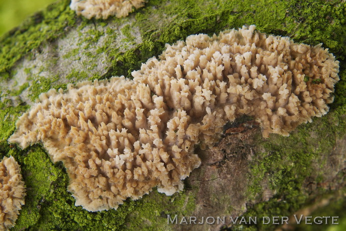 Getande boomkorst - Radulomyces molare