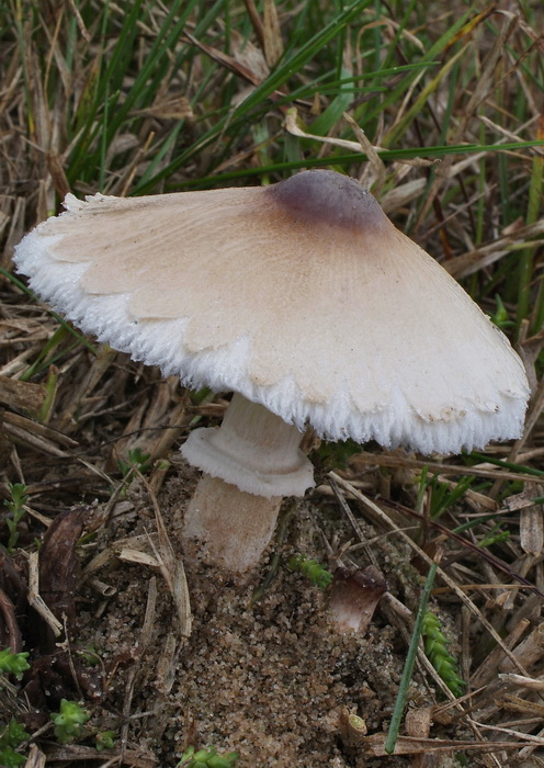 Rafelige parasolzwam - Macrolepiota excoriata