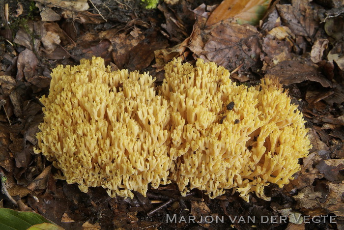 Alleekoraalzwam - Ramaria flavoides