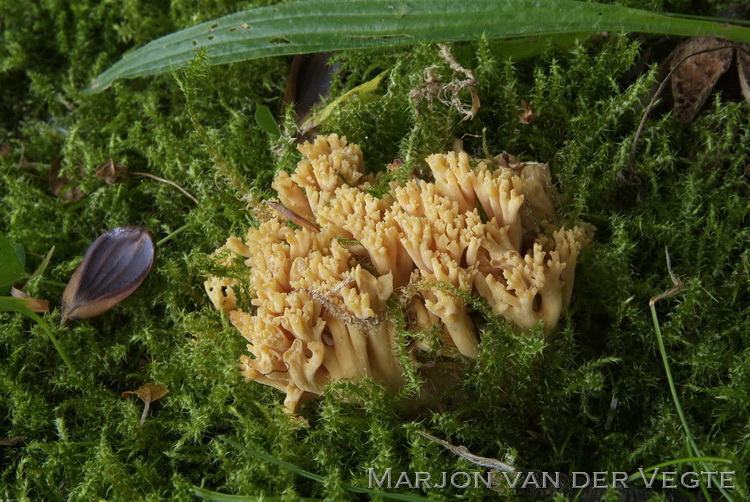 Ramaria krieglesteineri - Ramaria krieglesteineri