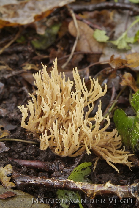 Dwergkoraalzwam - Ramaria myceliosa