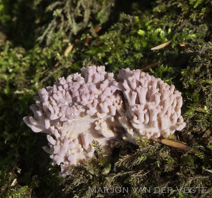 Paarsbruine koraalzwam - Ramaria fennica