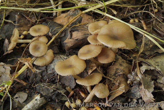 Stinksatijnzwam - Entoloma rhodopolium var. nidorosum