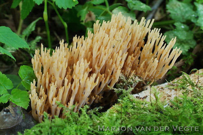 Rechte koraalzwam - Ramaria stricta