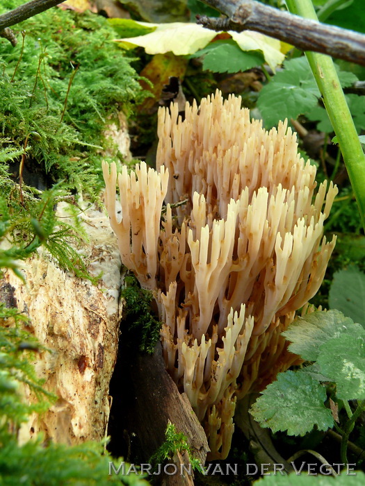 Rechte koraalzwam - Ramaria stricta