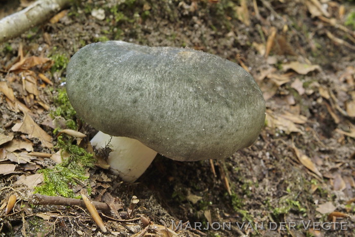 Regenboogrussula - Russula cyanoxantha