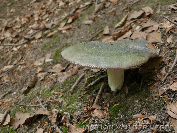 Regenboogrussula - Russula cyanoxantha