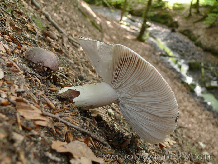 Regenboogrussula - Russula cyanoxantha