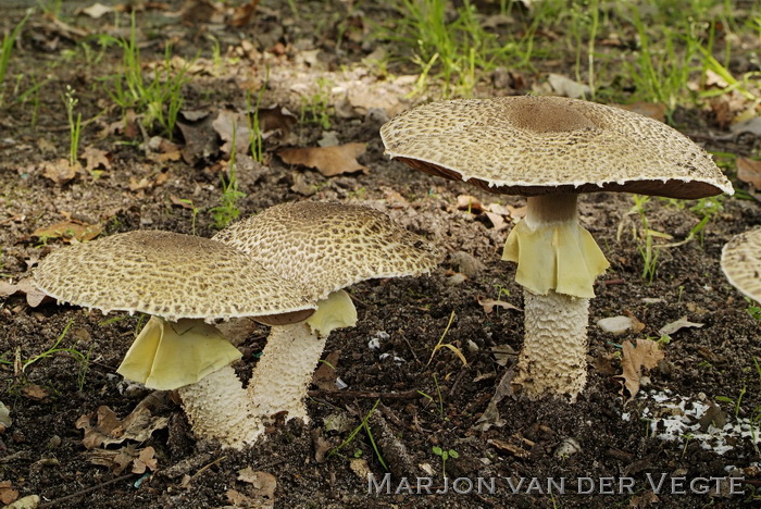 Reuzenchampignon - Agaricus augustus