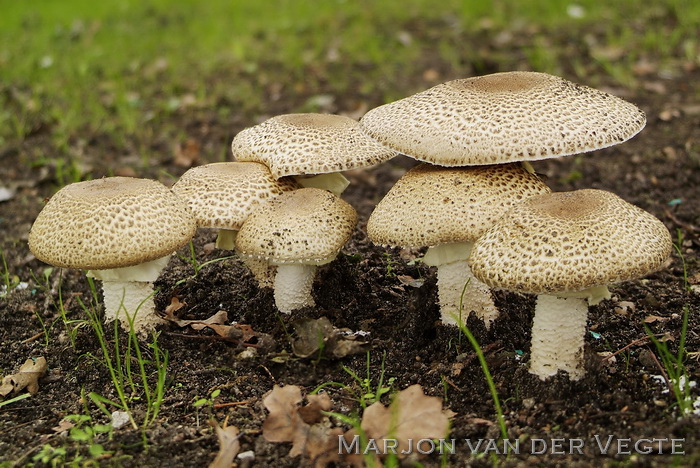 Reuzenchampignon - Agaricus augustus